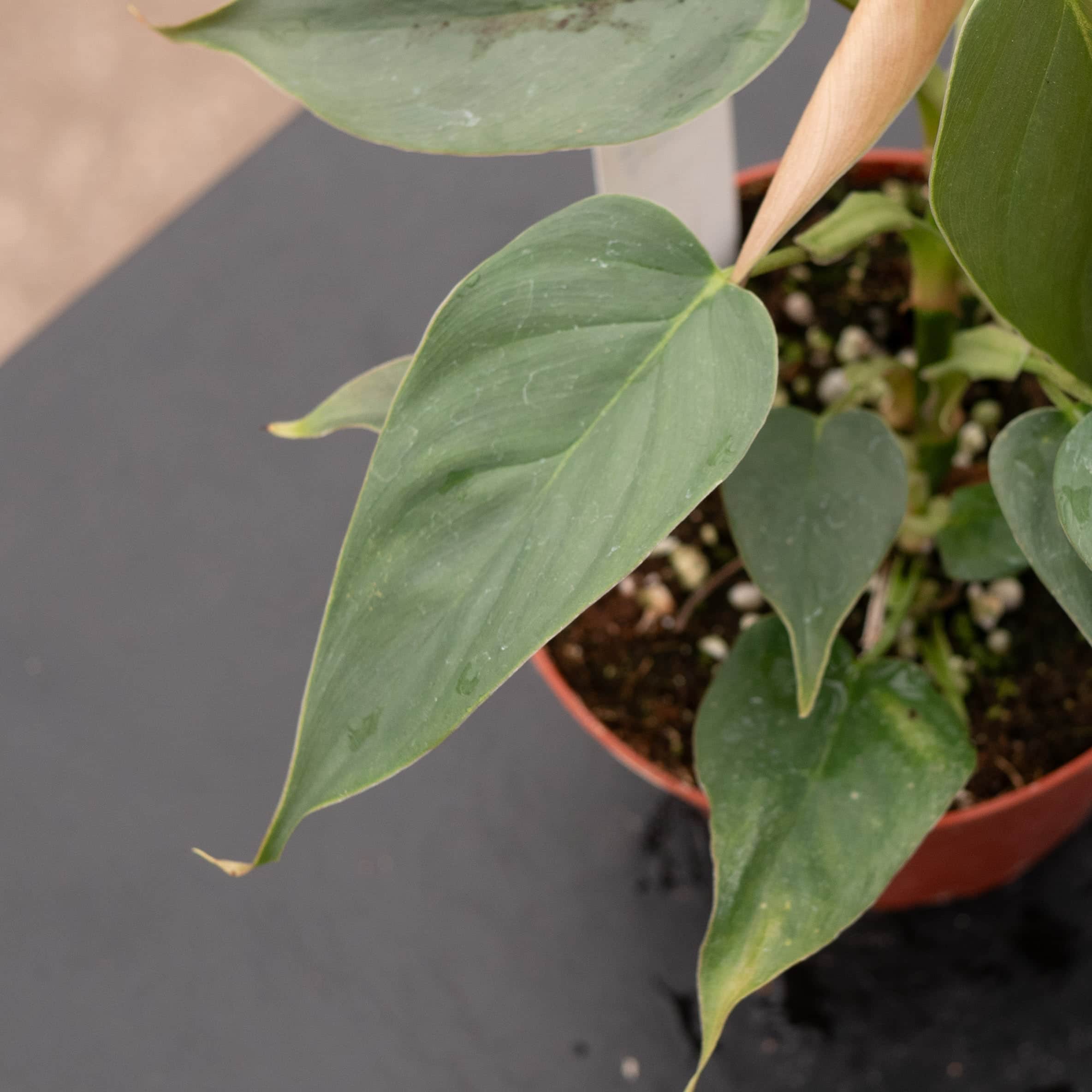 Philodendron sp. 'Red Mini Machinatza' - Gabriella Plants