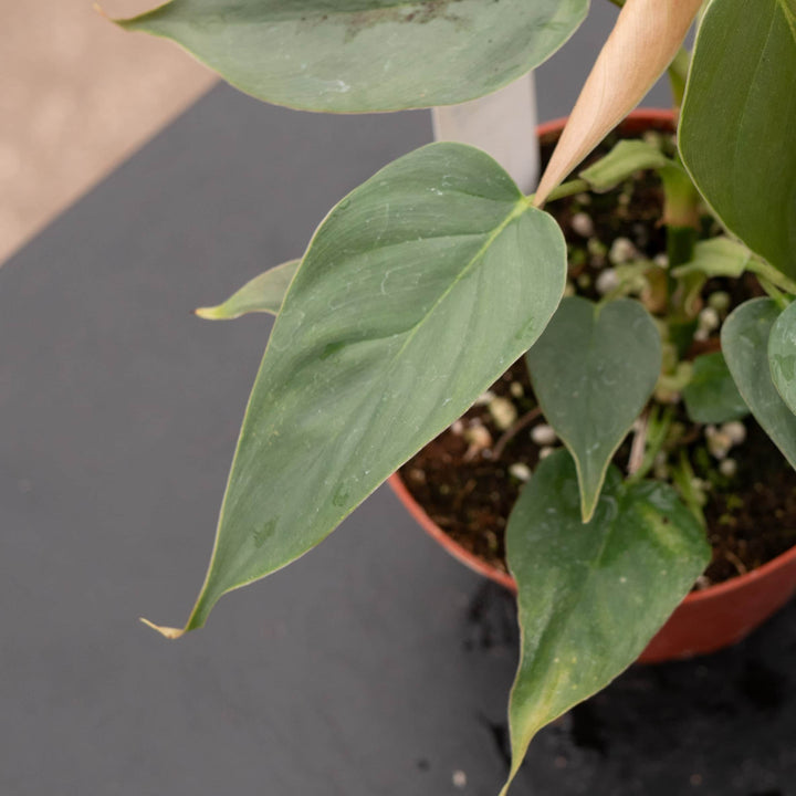 Gabriella Plants Philodendron Philodendron sp. 'Red Mini Machinatza'