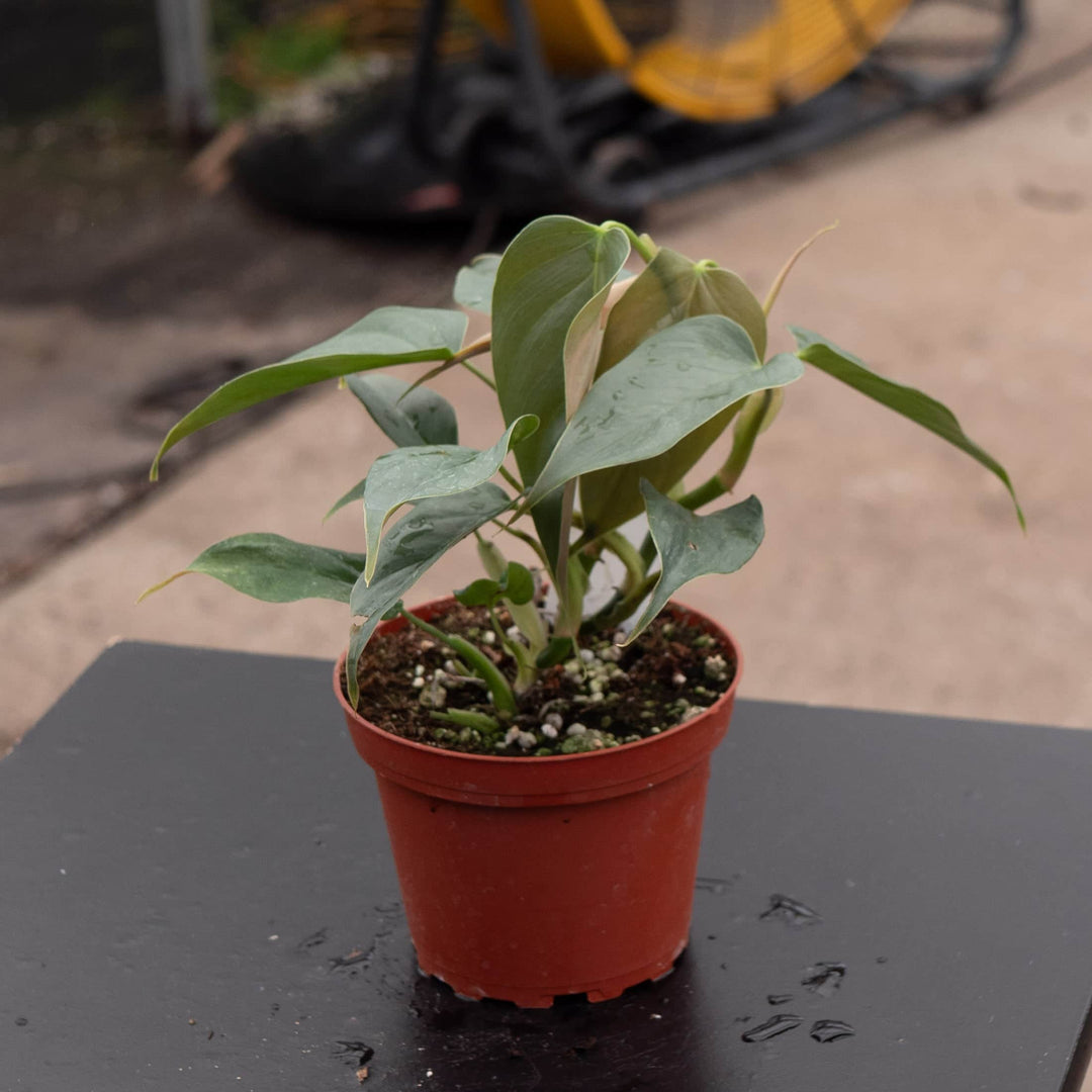 Gabriella Plants Philodendron Philodendron sp. 'Red Mini Machinatza'