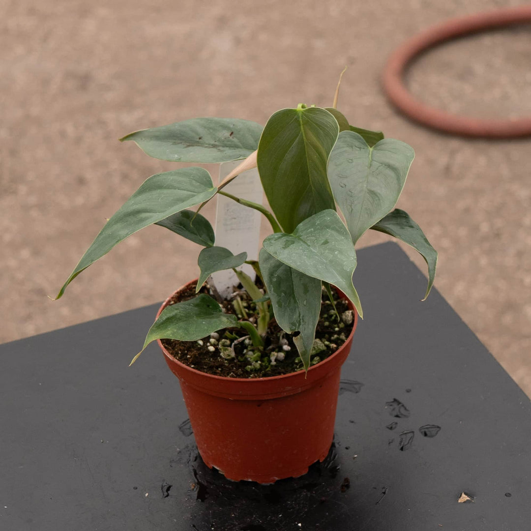 Gabriella Plants Philodendron Philodendron sp. 'Red Mini Machinatza'