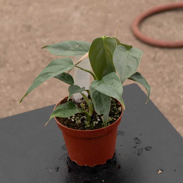 Gabriella Plants Philodendron Philodendron sp. 'Red Mini Machinatza'