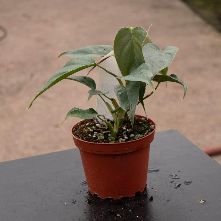 Gabriella Plants Philodendron Philodendron sp. 'Red Mini Machinatza'