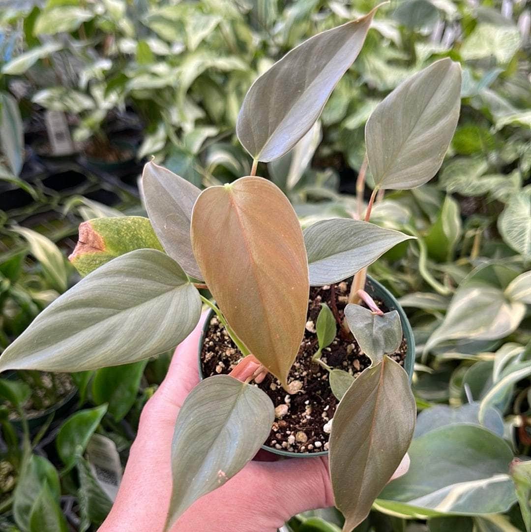 philodendron sp Philodendron sp. 'Red Mini Machinatza'