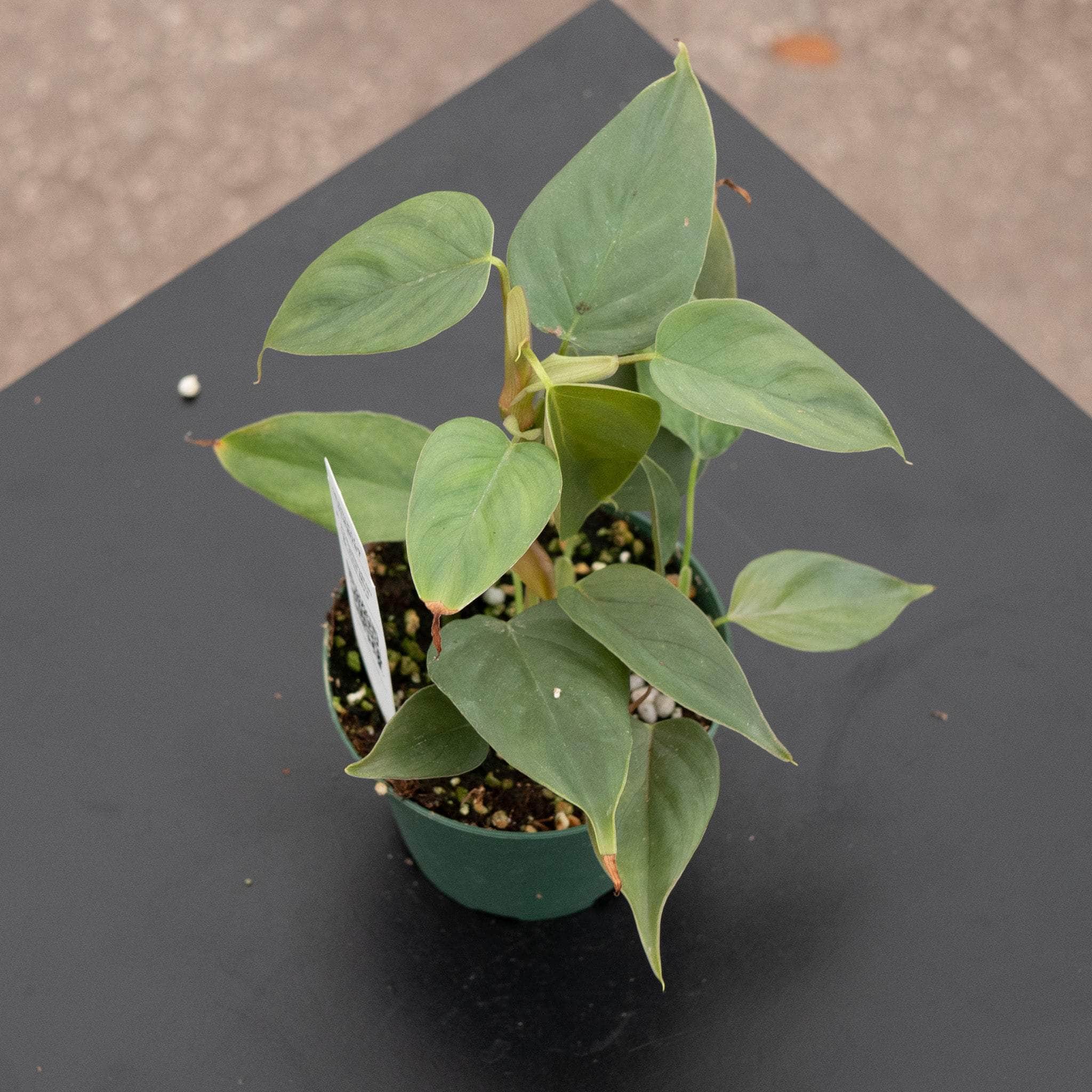 philodendron brasil red leaves Philodendron sp. 'Red Mini Machinatza'