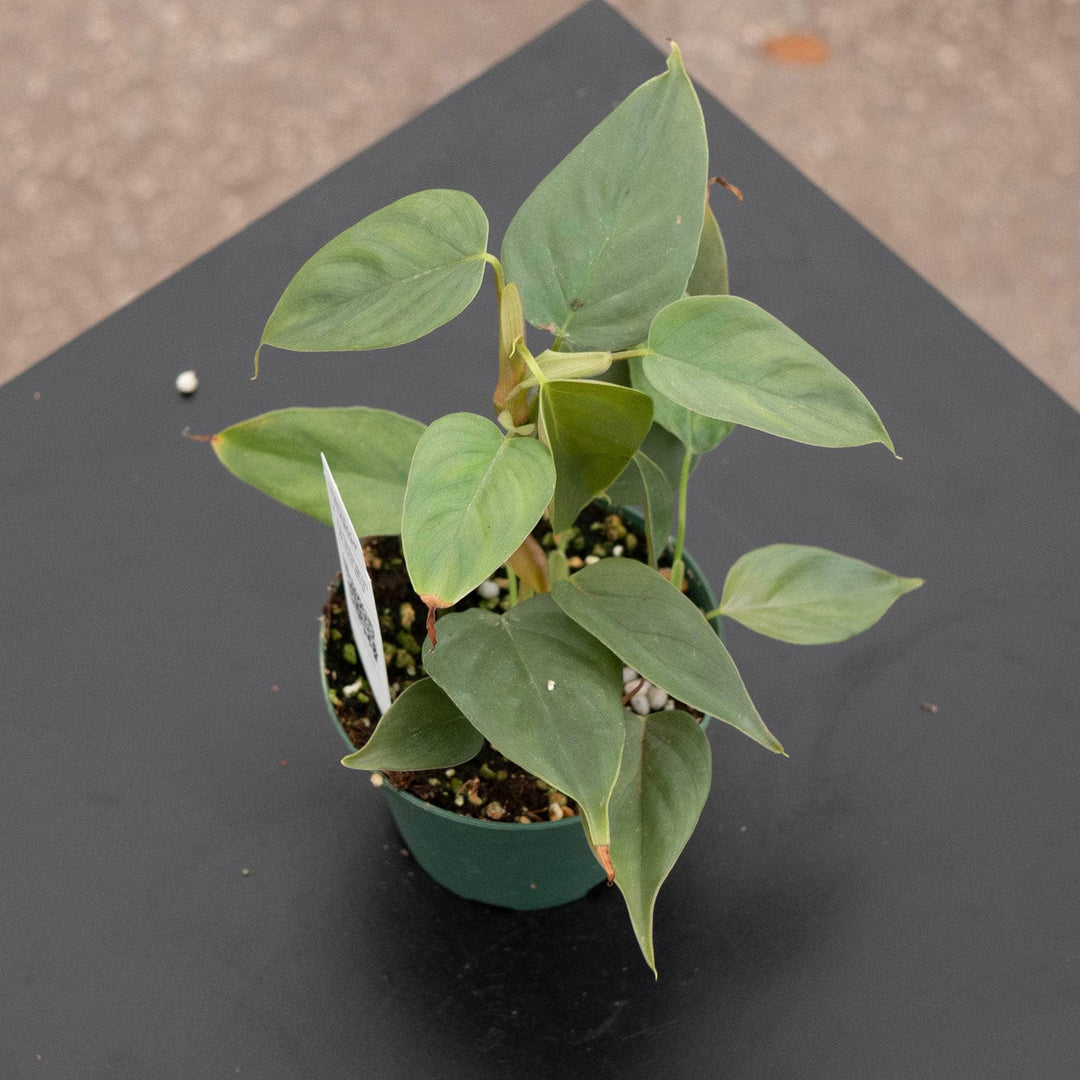 philodendron mini purple Philodendron sp. 'Red Mini Machinatza'