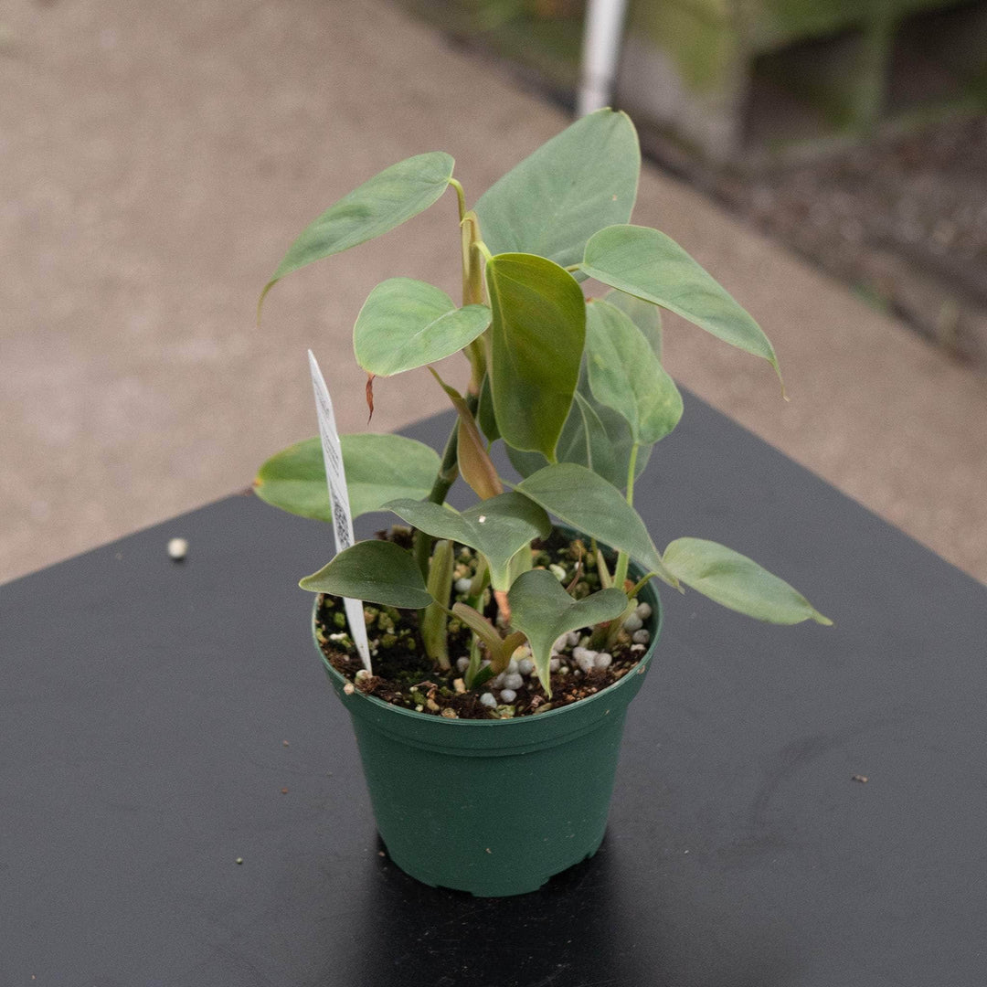 philodendron hastatum red Philodendron sp. 'Red Mini Machinatza'