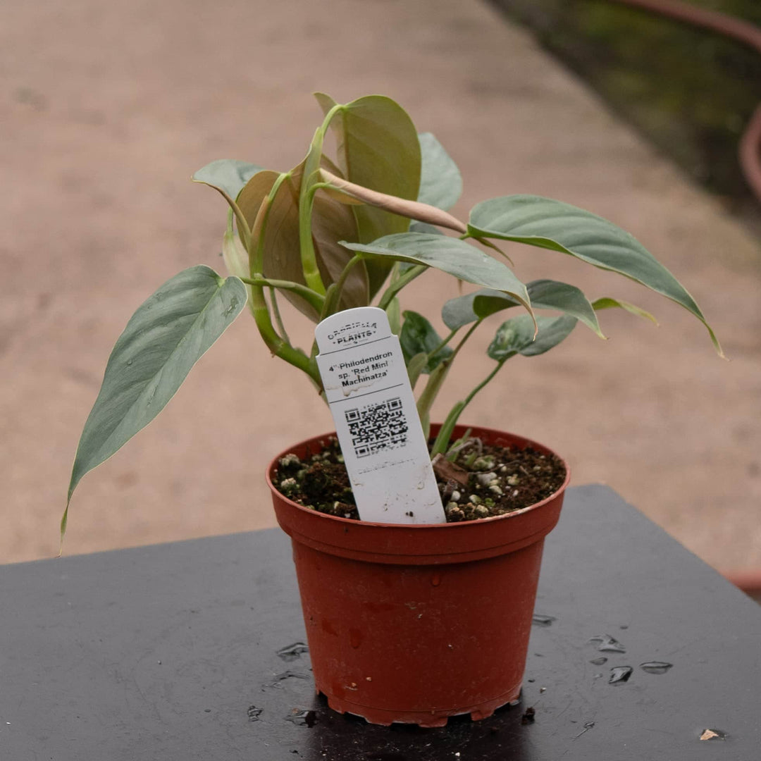 Gabriella Plants Philodendron 4" Philodendron sp. 'Red Mini Machinatza'