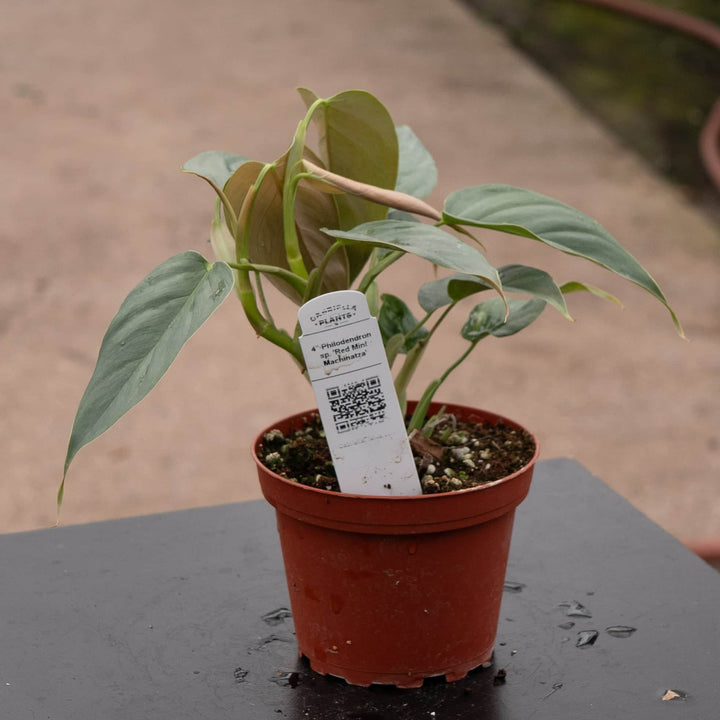 Gabriella Plants Philodendron 4" Philodendron sp. 'Red Mini Machinatza'