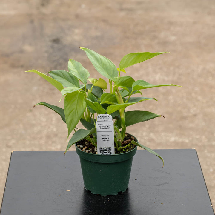 Gabriella Plants Philodendron 4" Philodendron sp. &