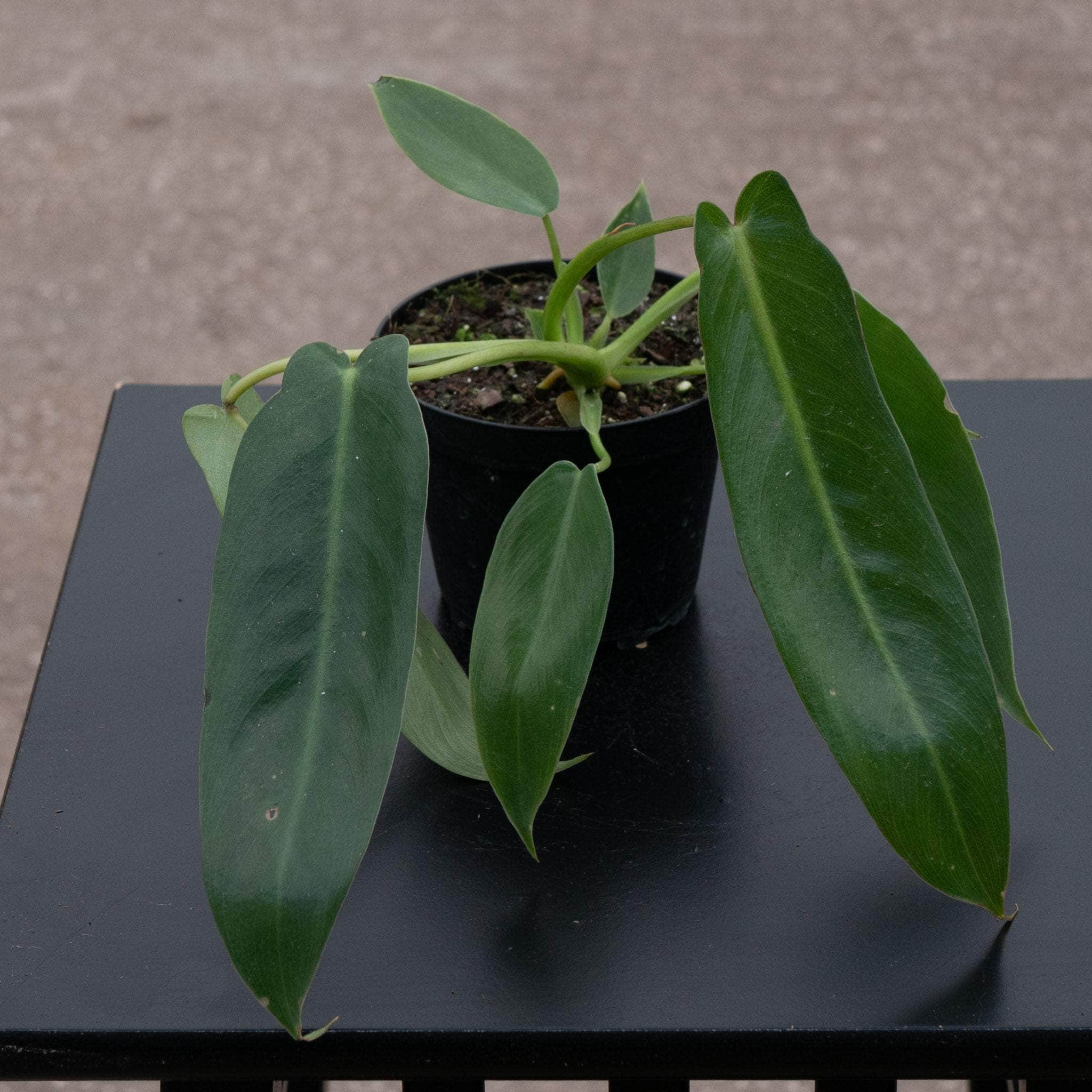 Philodendron spiritus-sancti - Gabriella Plants