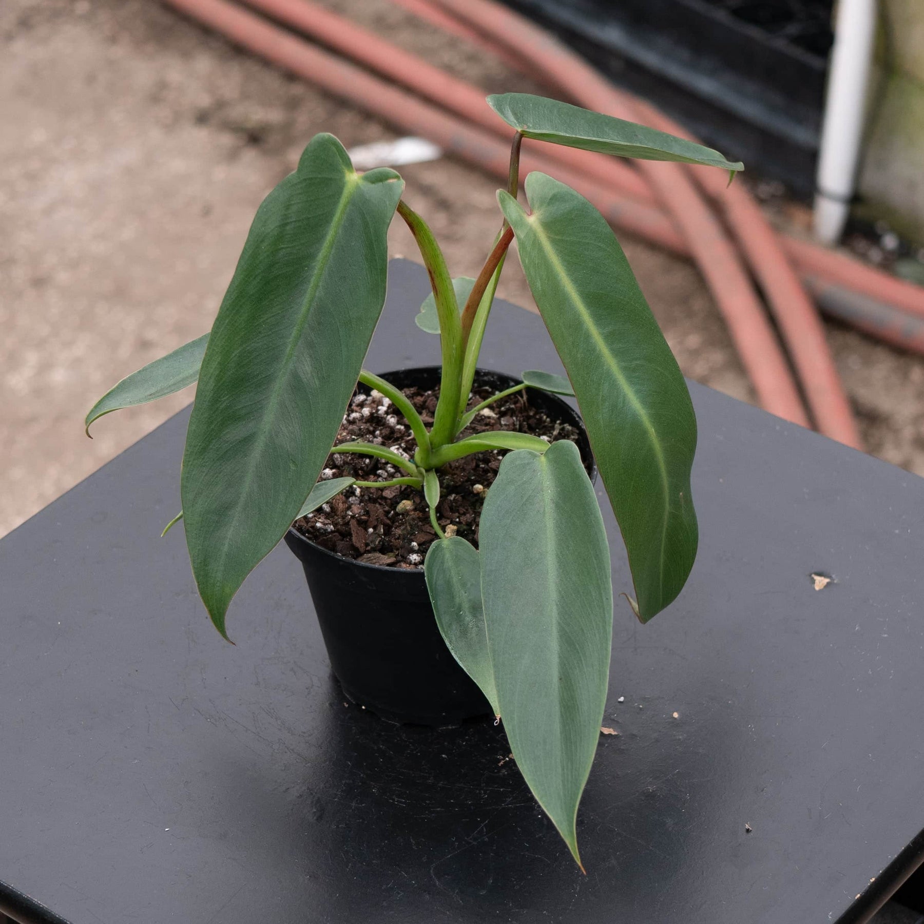 spiritus sancti philodendron Philodendron spiritus-sancti