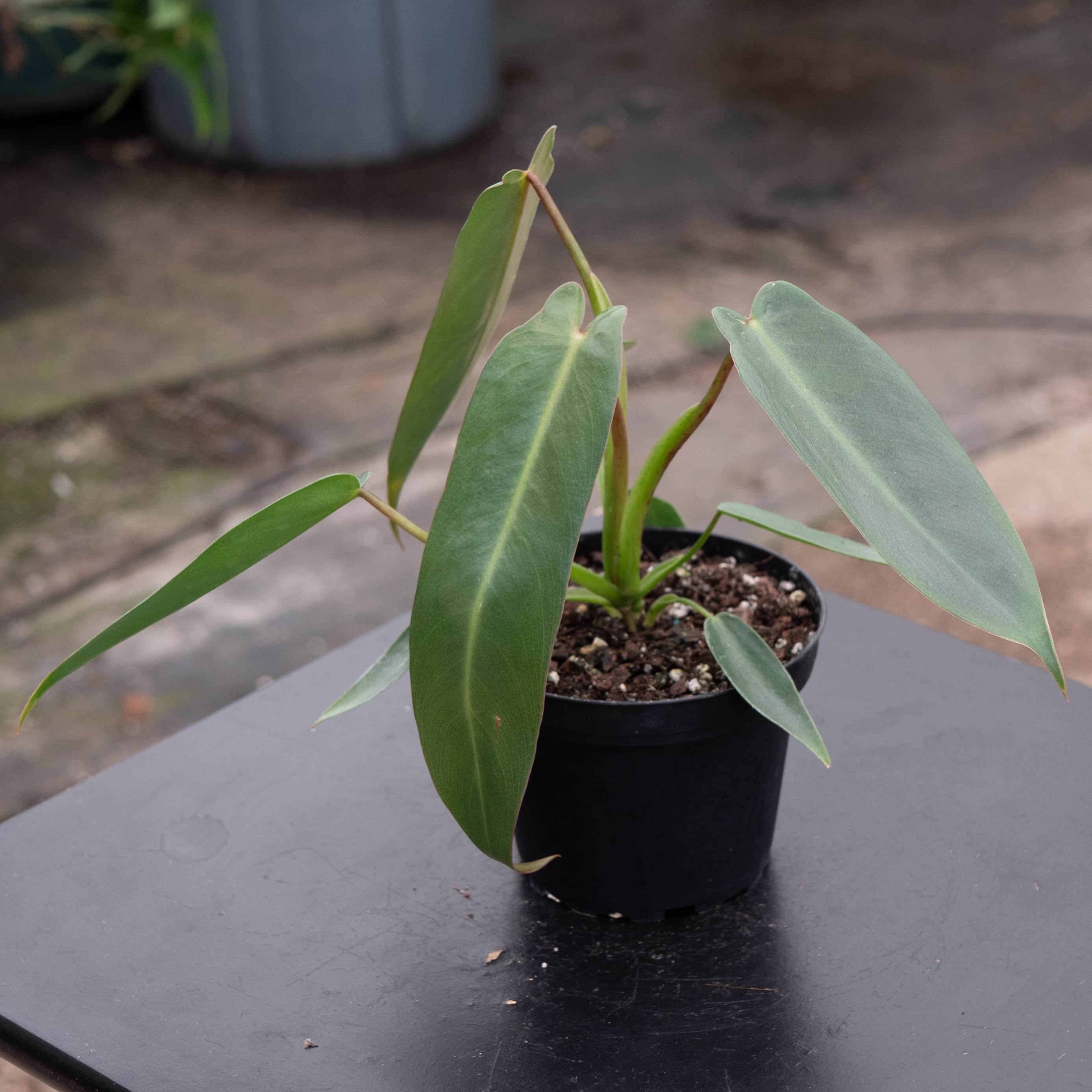 Philodendron spiritus-sancti - Gabriella Plants