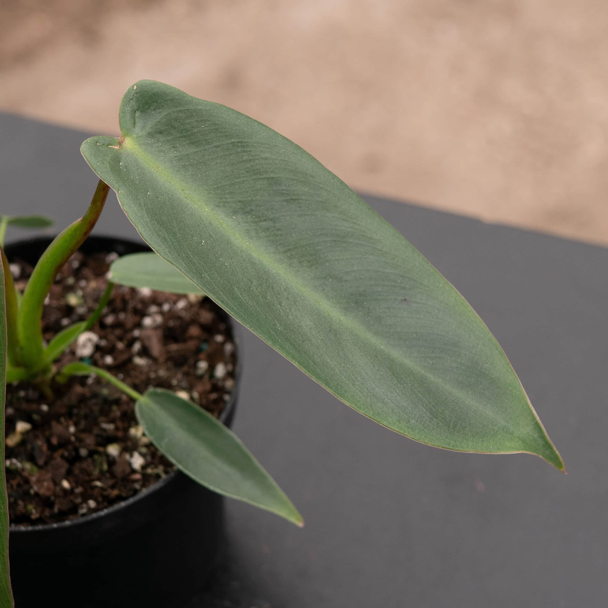 Philodendron spiritus-sancti - Gabriella Plants