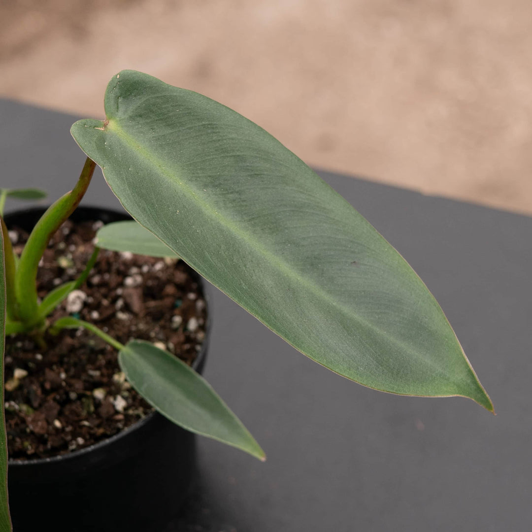 philodendron spiritus sancti for sale Philodendron spiritus-sancti
