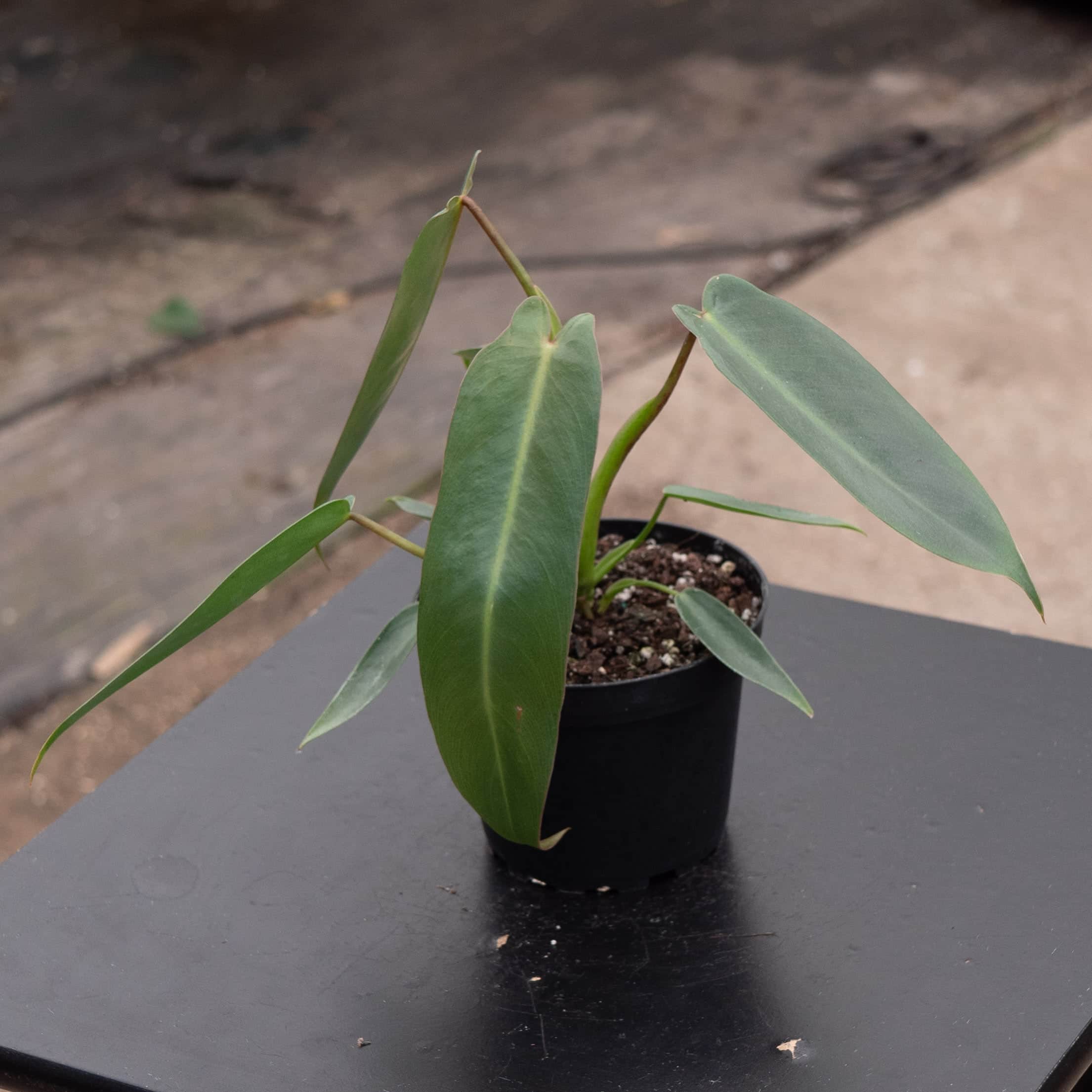 Philodendron spiritus-sancti - Gabriella Plants