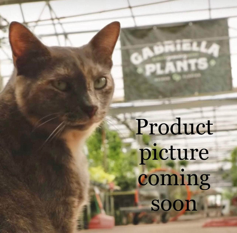 Gabriella Plants Philodendron 3" Philodendron spiritus-sancti