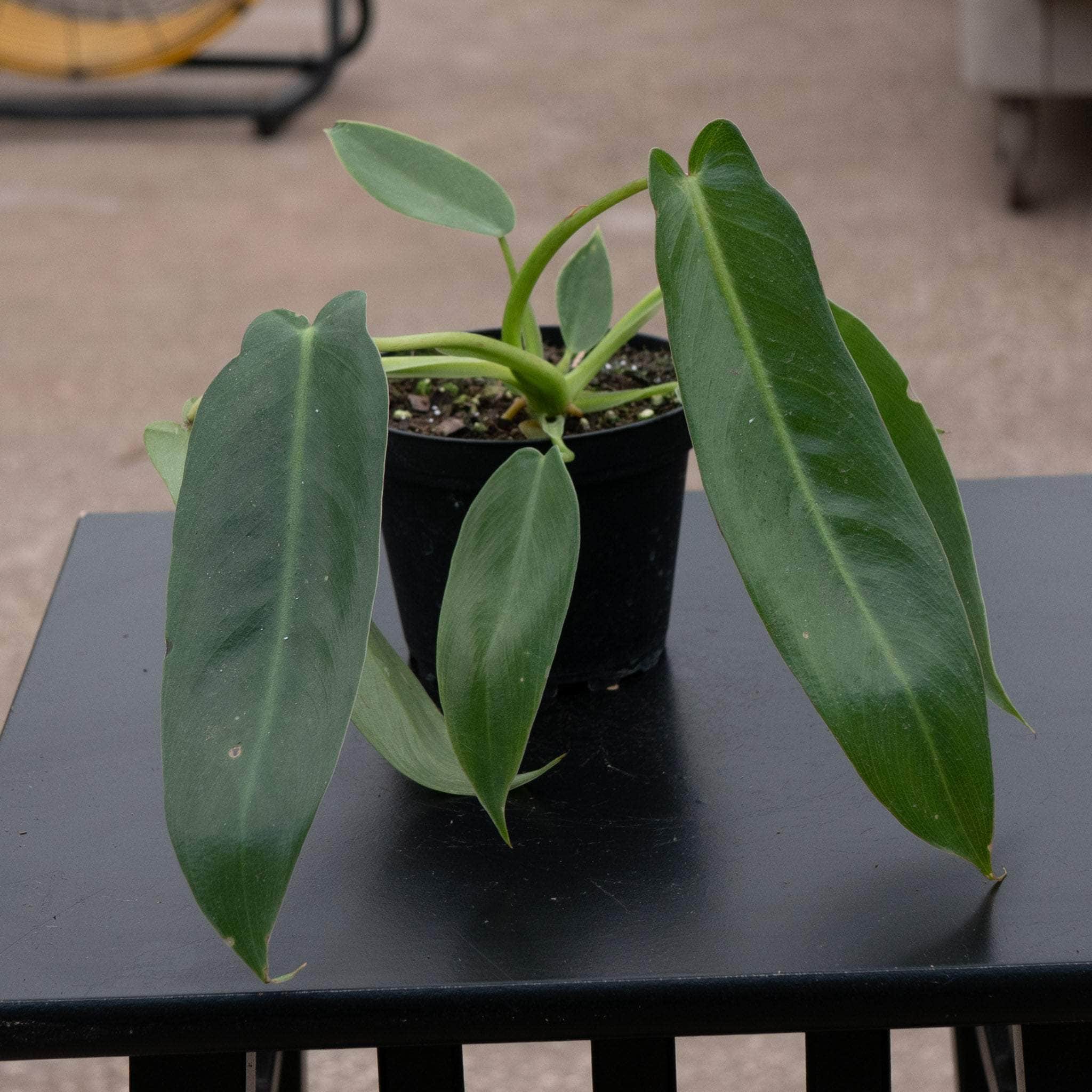 Philodendron spiritus-sancti - Gabriella Plants
