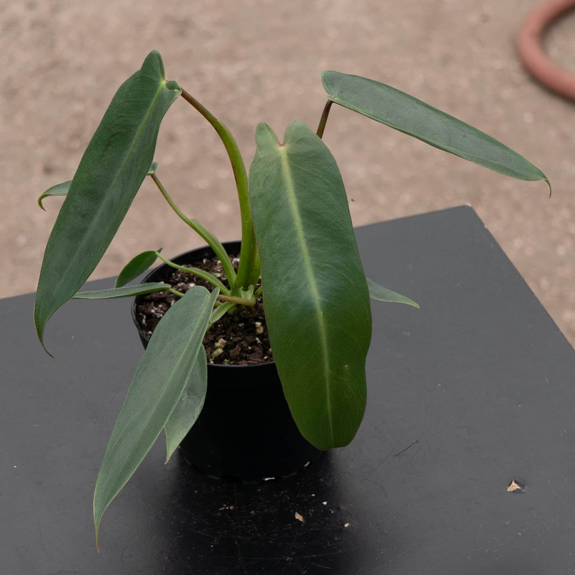 Philodendron spiritus-sancti