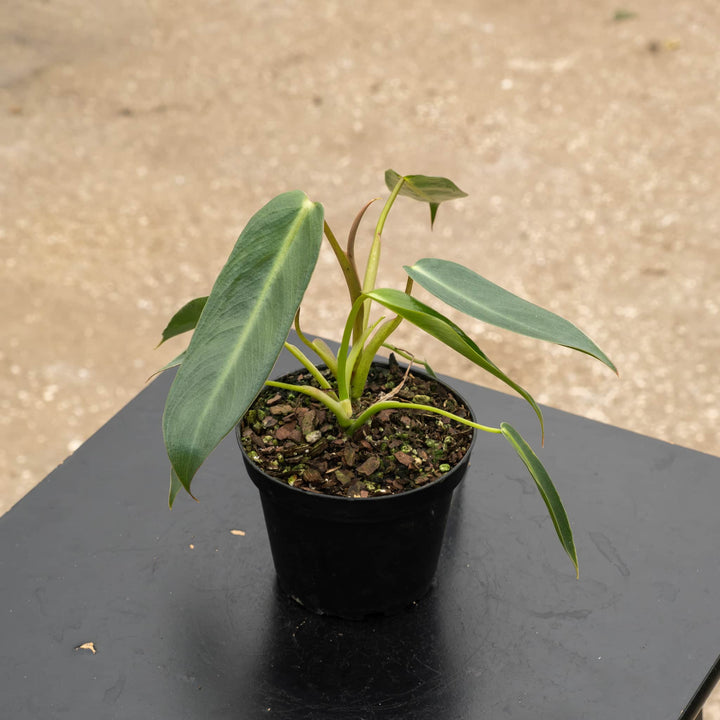 Gabriella Plants Philodendron 4" Philodendron spiritus-sancti