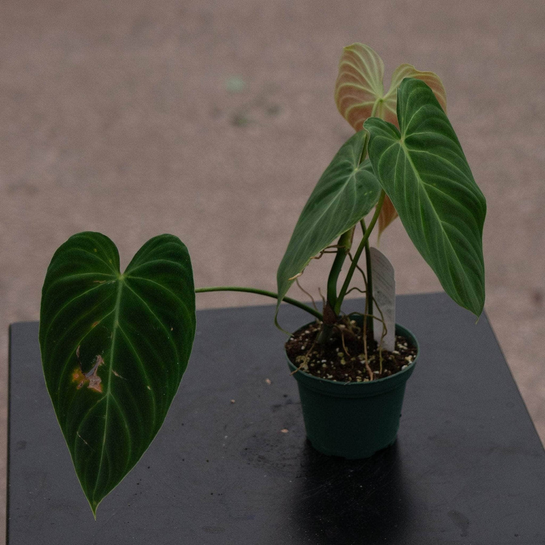 philodendron colgante Philodendron 'Splendid'