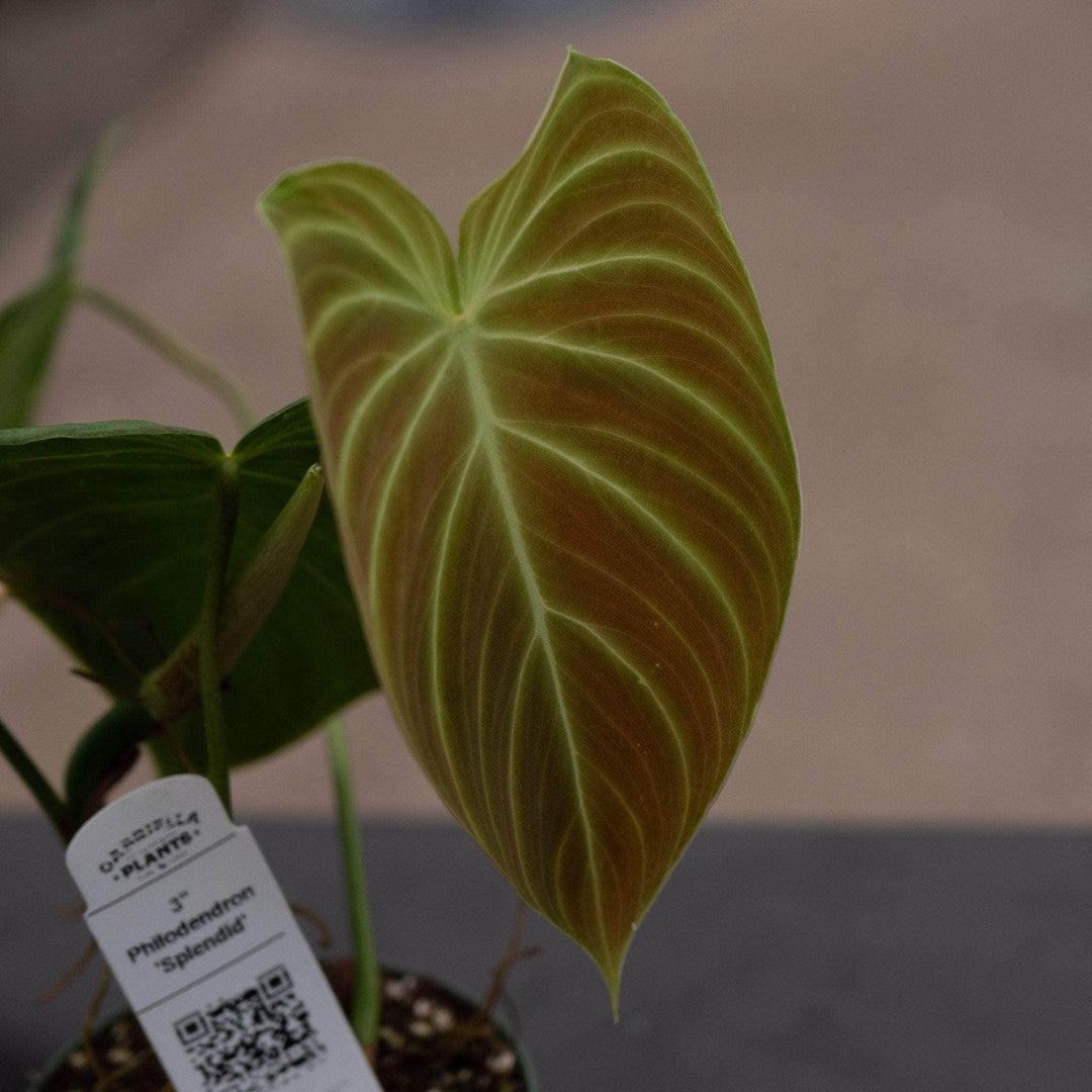 philodendron splendid plant Philodendron 'Splendid'