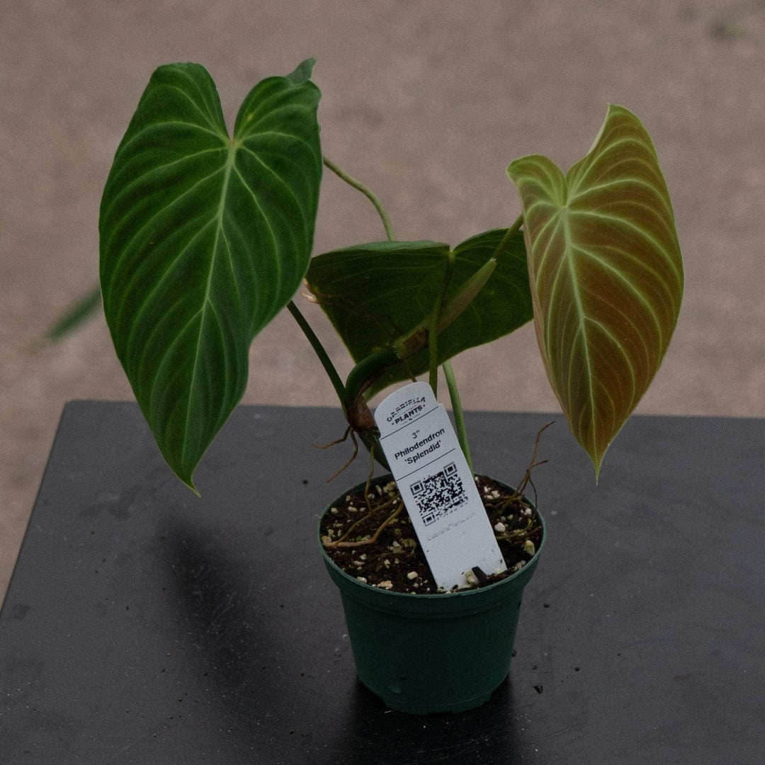 Gabriella Plants Philodendron 3" Philodendron 'Splendid'