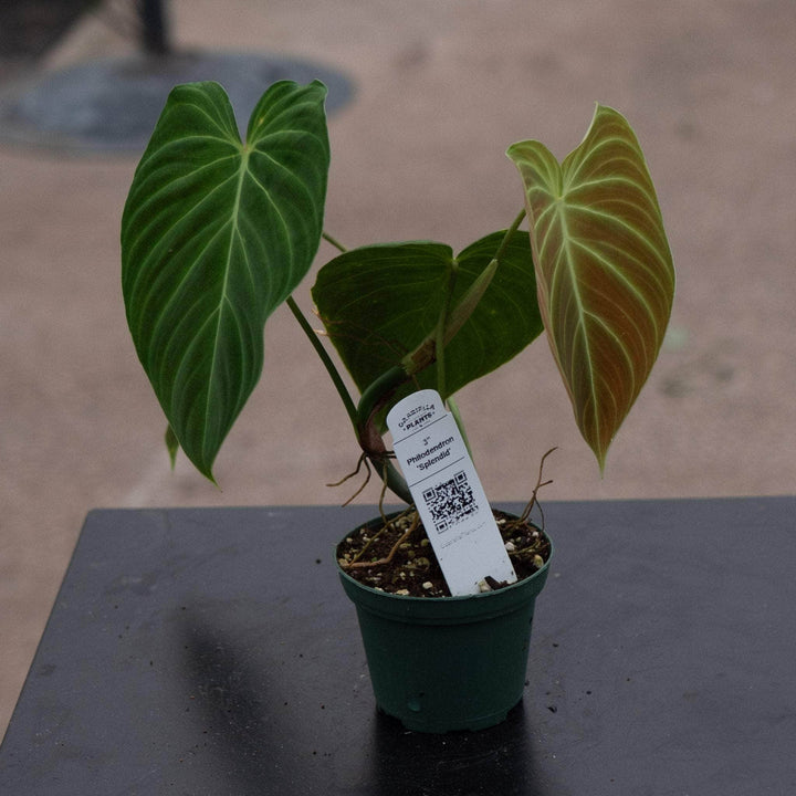 Gabriella Plants Philodendron 3" Philodendron 'Splendid'