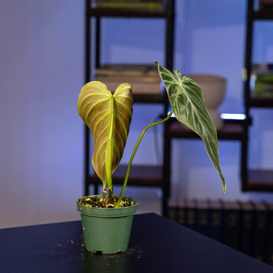 philodendron undulata Philodendron 'Splendid'