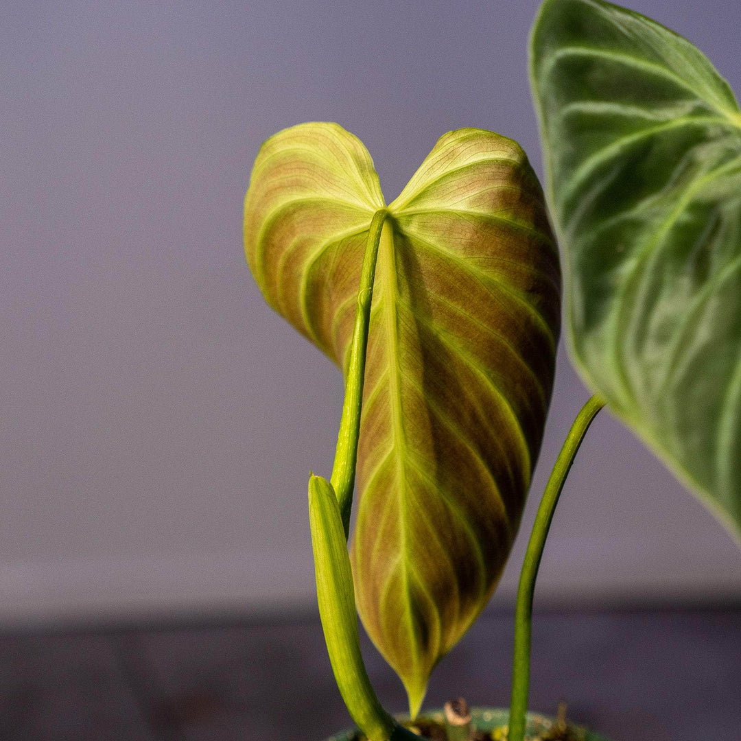 philodendron gloriosum vs splendid Philodendron 'Splendid'