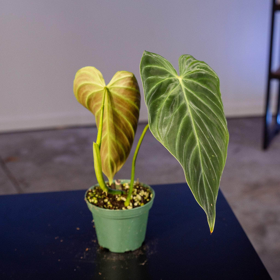 philodendron splendid vs verrucosum Philodendron 'Splendid'