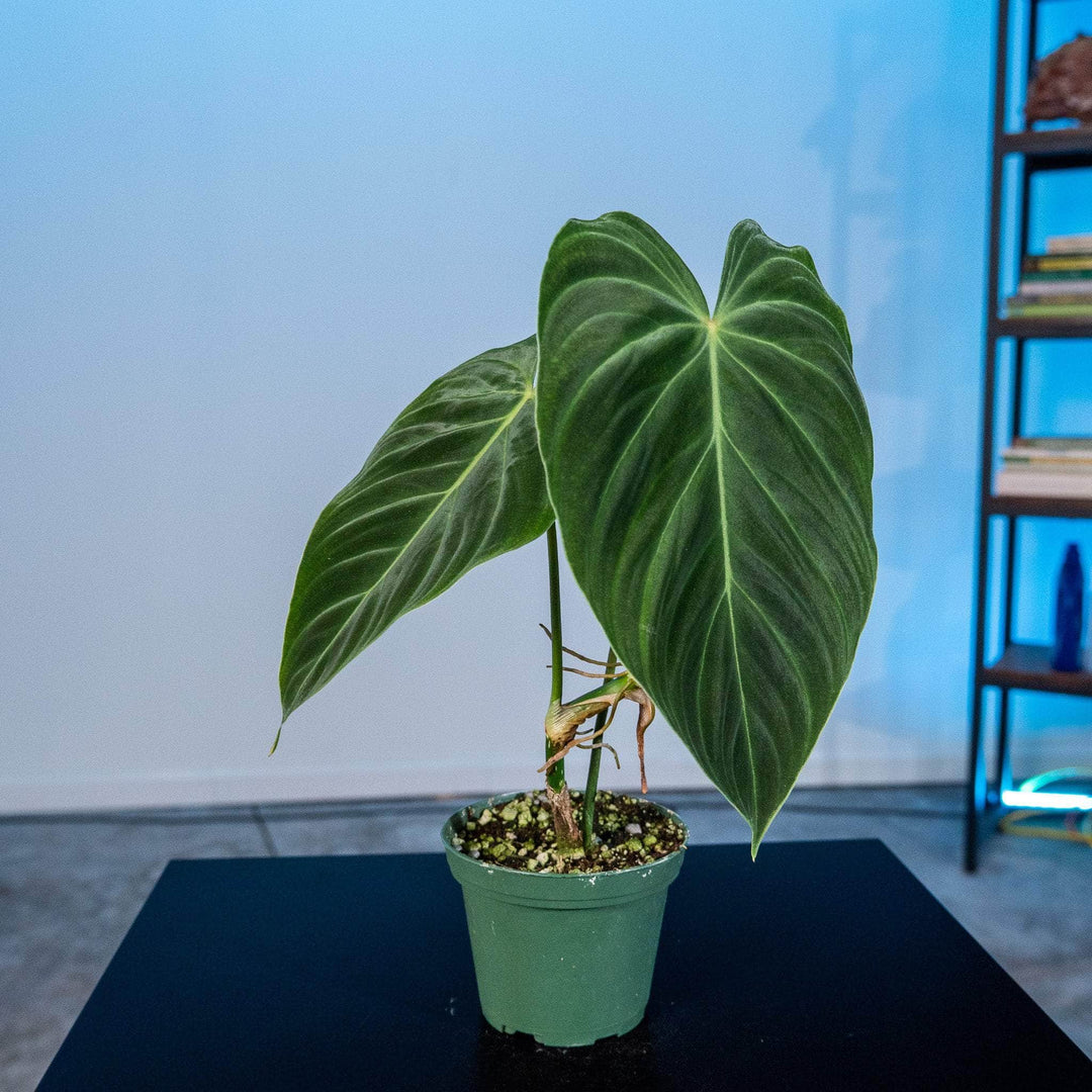 philodendron splendid plant Philodendron 'Splendid'