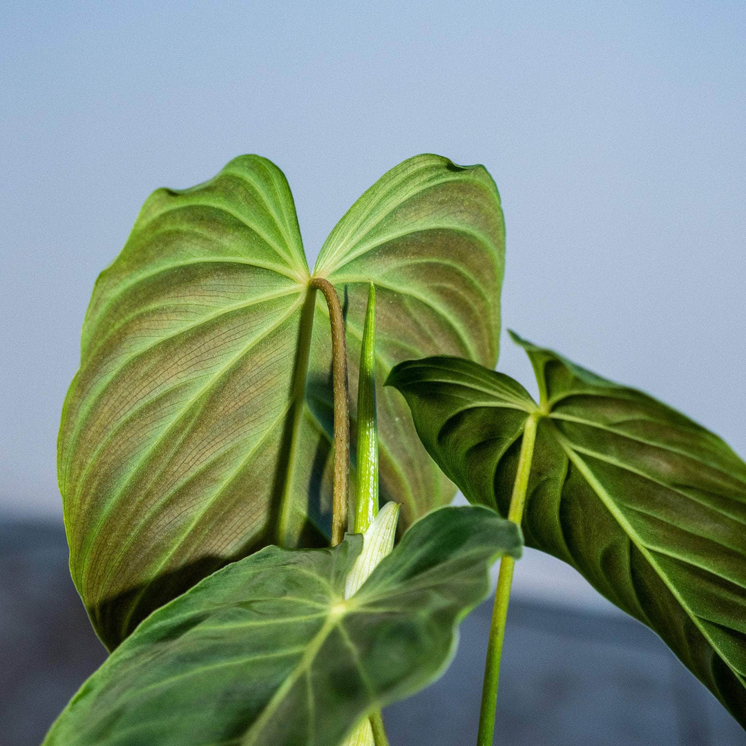 philodendron splendid vs glorious Philodendron 'Splendid'