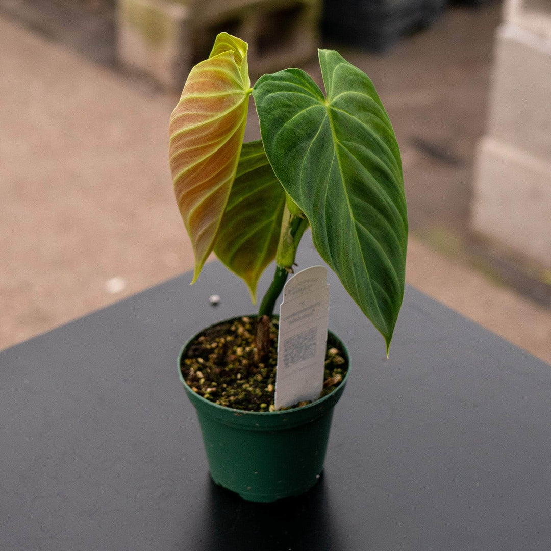 Philodendron 'Splendid' - Gabriella Plants