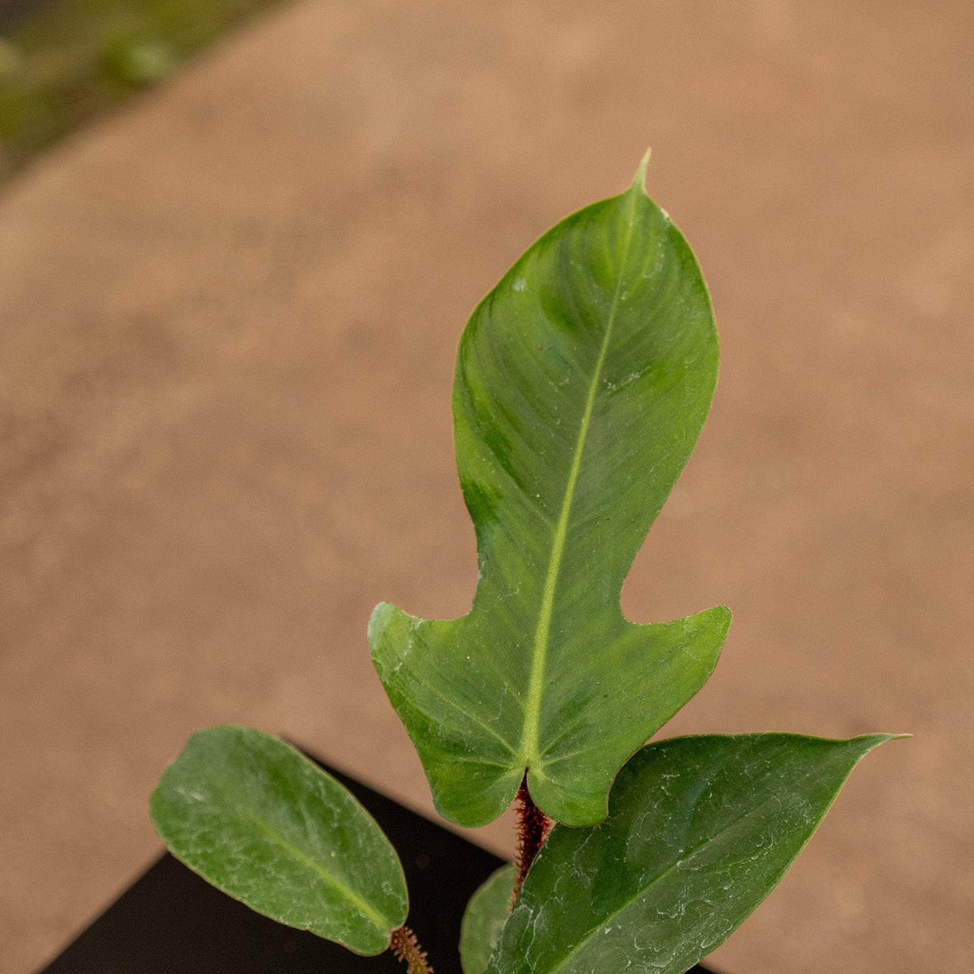squamiferum philodendron Philodendron squamiferum