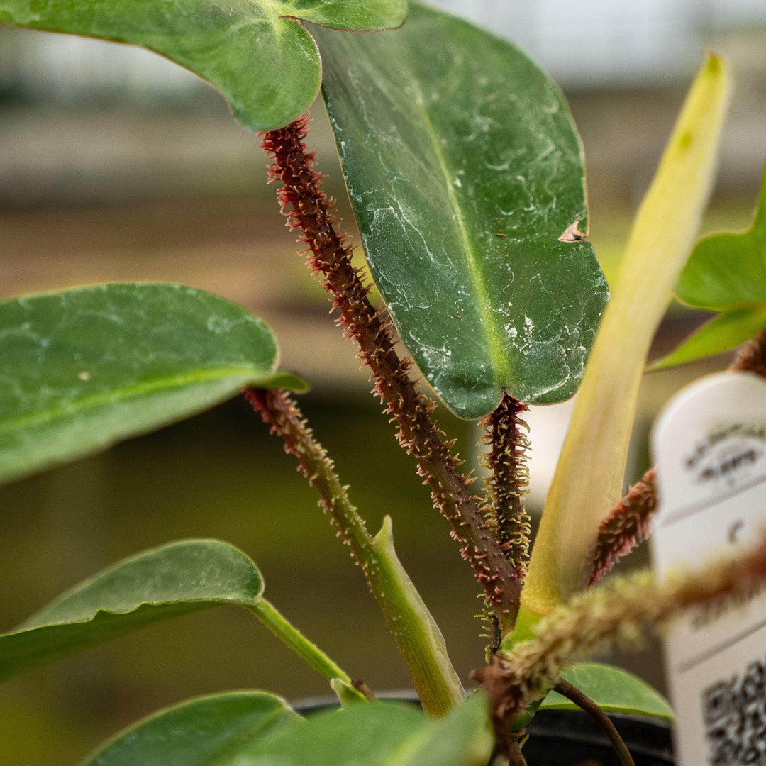 philodendron squamiferum Philodendron squamiferum