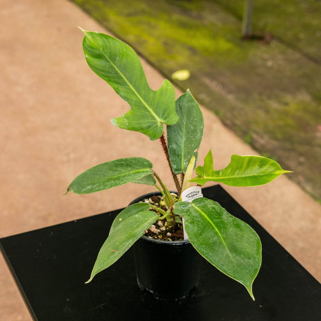philodendron squamiferum common name Philodendron squamiferum