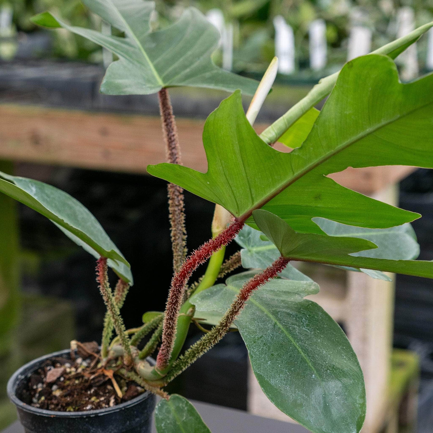 philodendron squamiferum growth Philodendron squamiferum