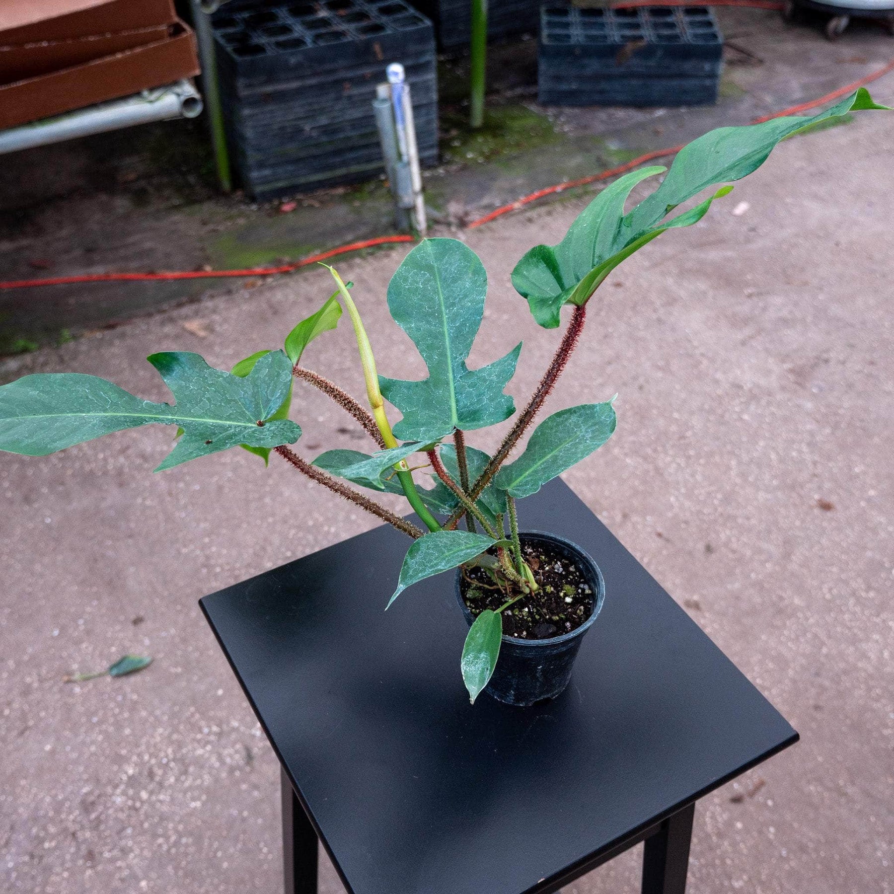 philodendron squamiferum care Philodendron squamiferum