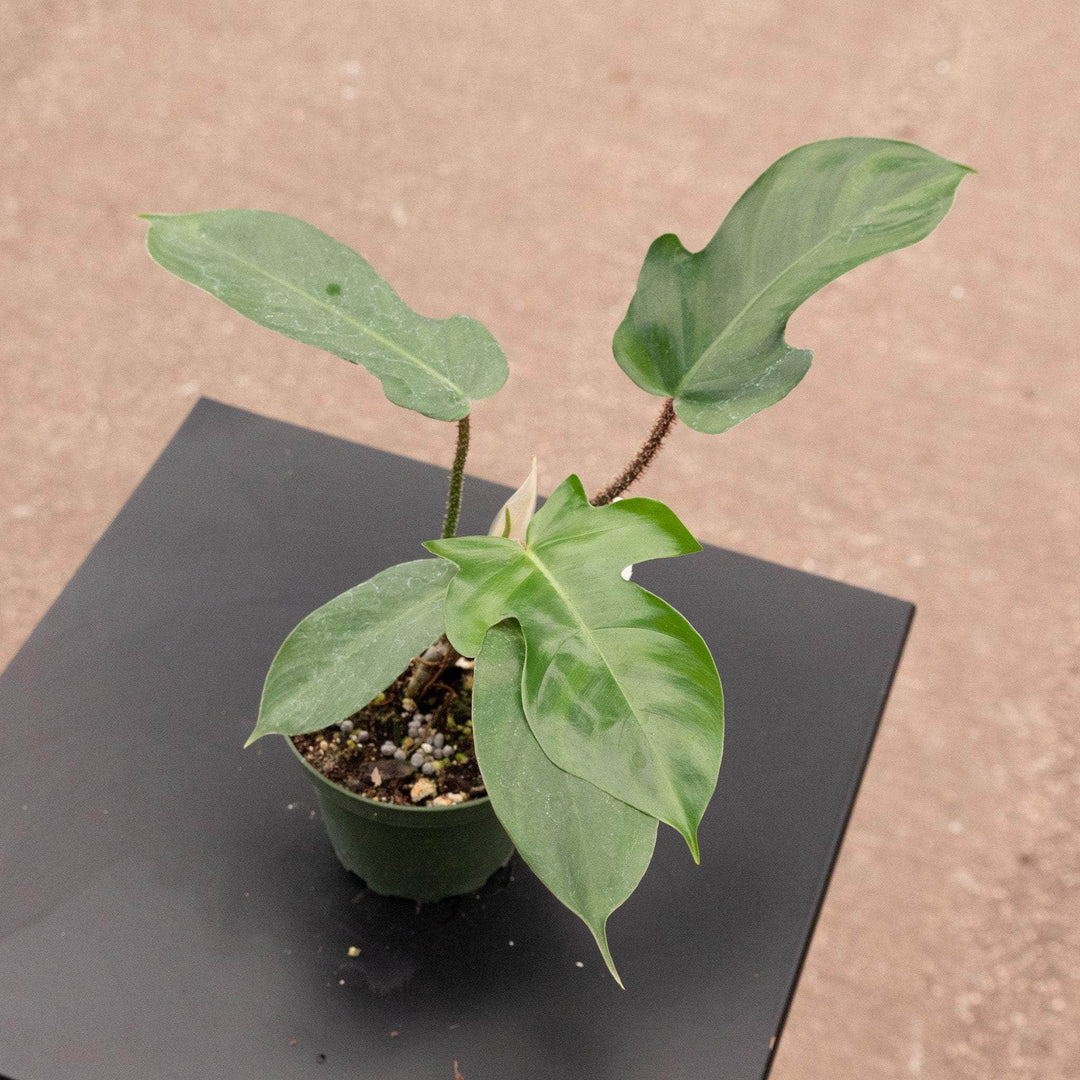 philodendron squamiferum variegated Philodendron squamiferum