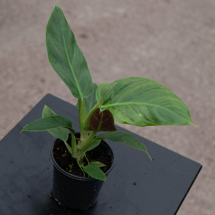 Gabriella Plants Philodendron 4" Philodendron subhastatum