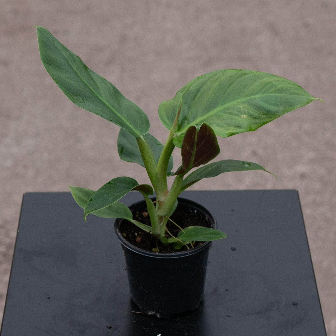 Gabriella Plants Philodendron 4" Philodendron subhastatum