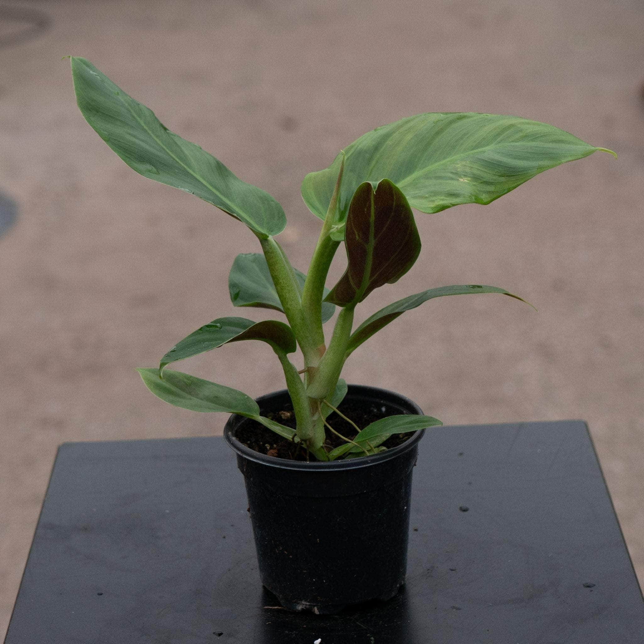 monstera philodendron subhastatum Philodendron subhastatum