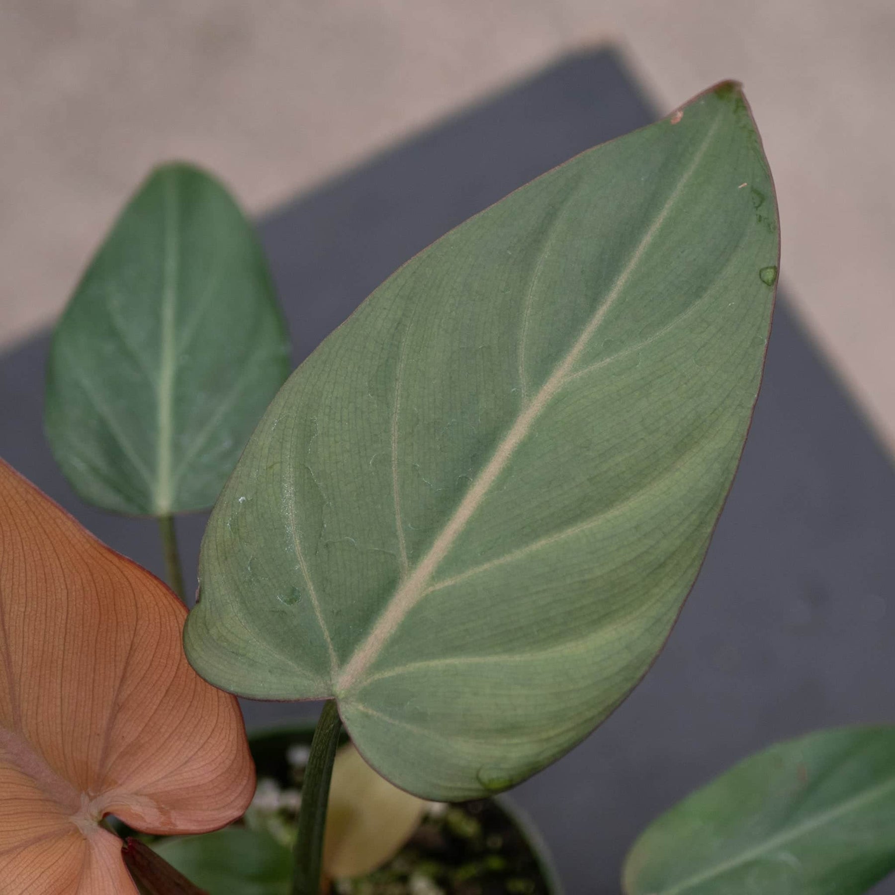 philodendron summer glory care Philodendron 'Summer Glory'