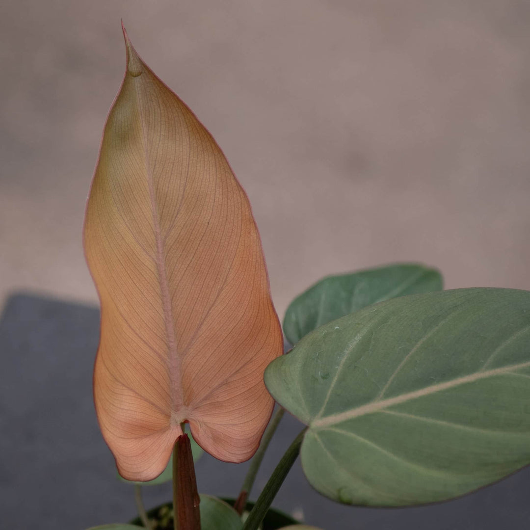 cataphyll philodendron Philodendron 'Summer Glory'