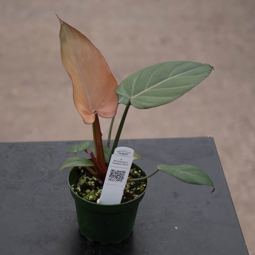 Gabriella Plants Philodendron 4" Philodendron 'Summer Glory'