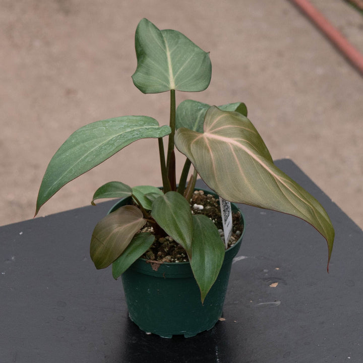 Gabriella Plants Philodendron 4" Philodendron &
