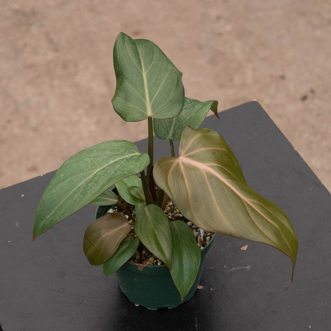 Gabriella Plants Philodendron 4" Philodendron &