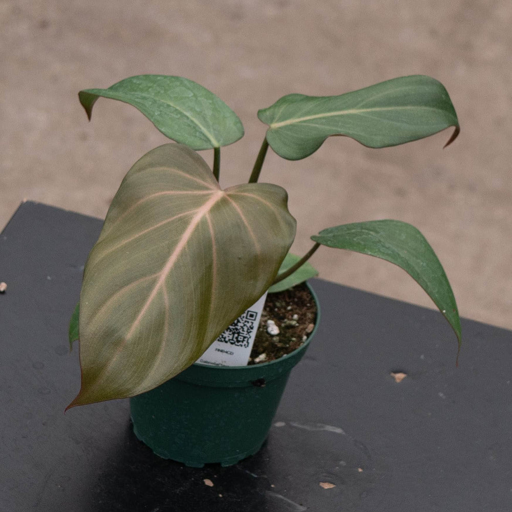 Gabriella Plants Philodendron 4" Philodendron 'Summer Glory'