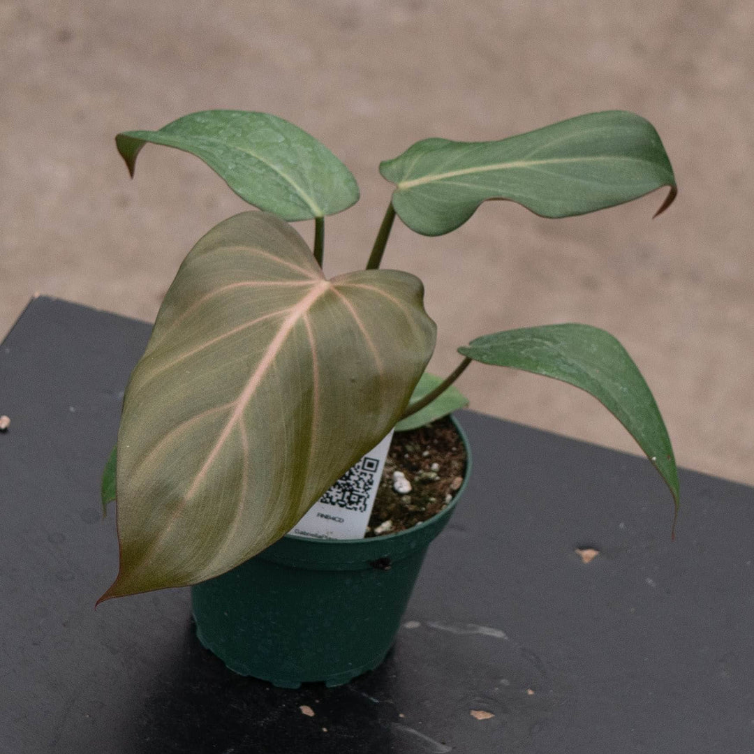 Gabriella Plants Philodendron 4" Philodendron &