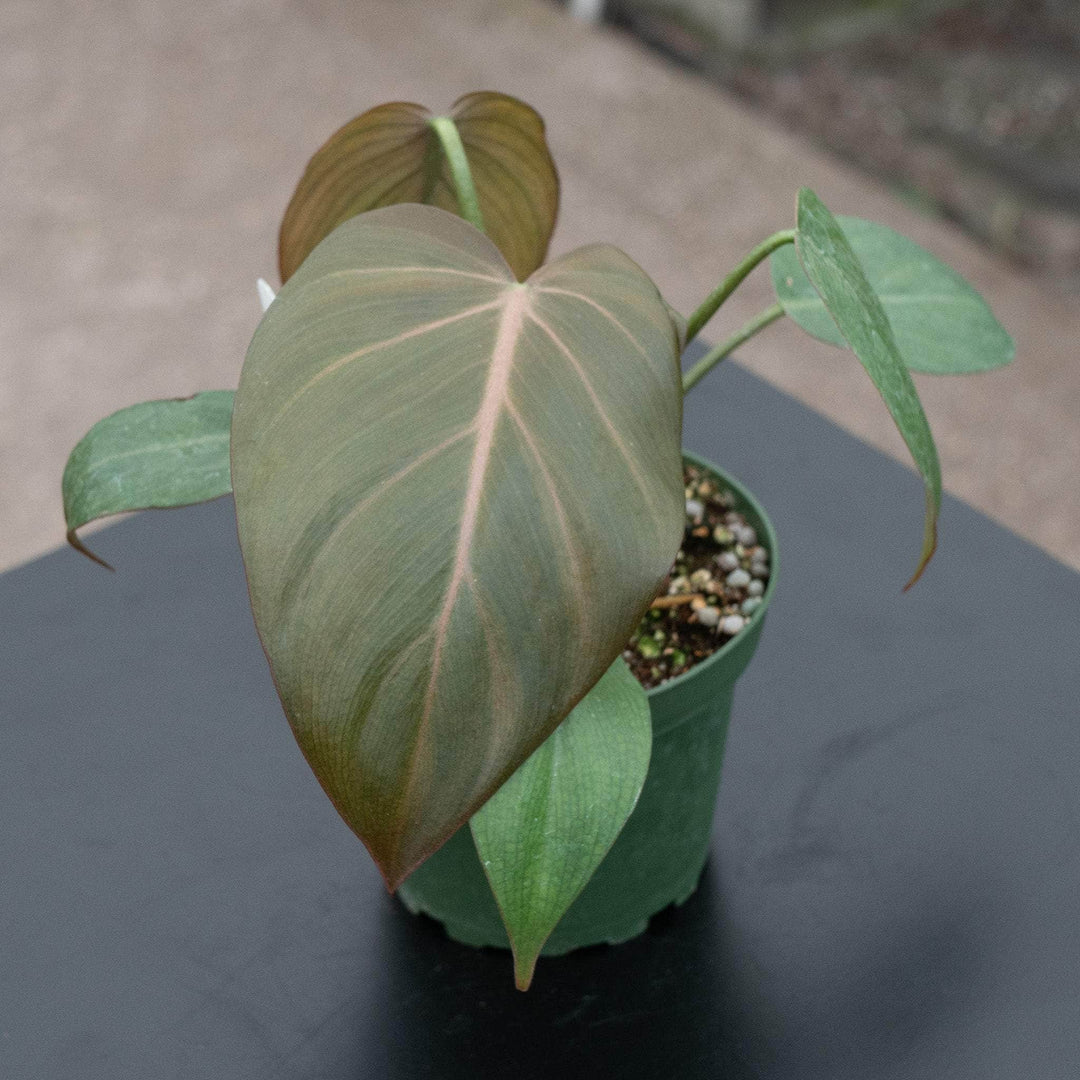 Gabriella Plants Philodendron 4" Philodendron 'Summer Glory'